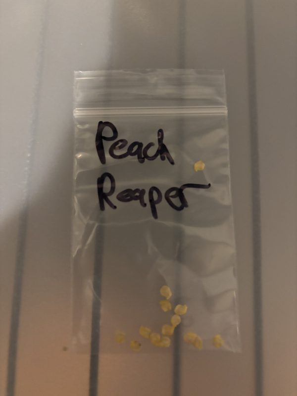 Seed Packs - Image 3